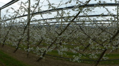 Drapeau-System im Obstbau bew&auml;hrt sich
