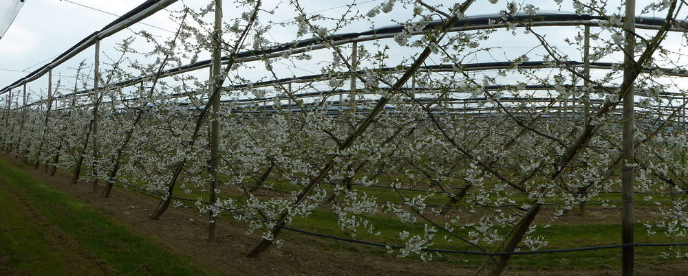 Drapeau system in fruit growing proves successful