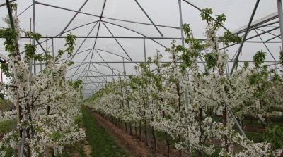 Frostschutzma&szlig;nahmen im Obstbau sind existenziell &ndash; neue Versuchsergebnisse