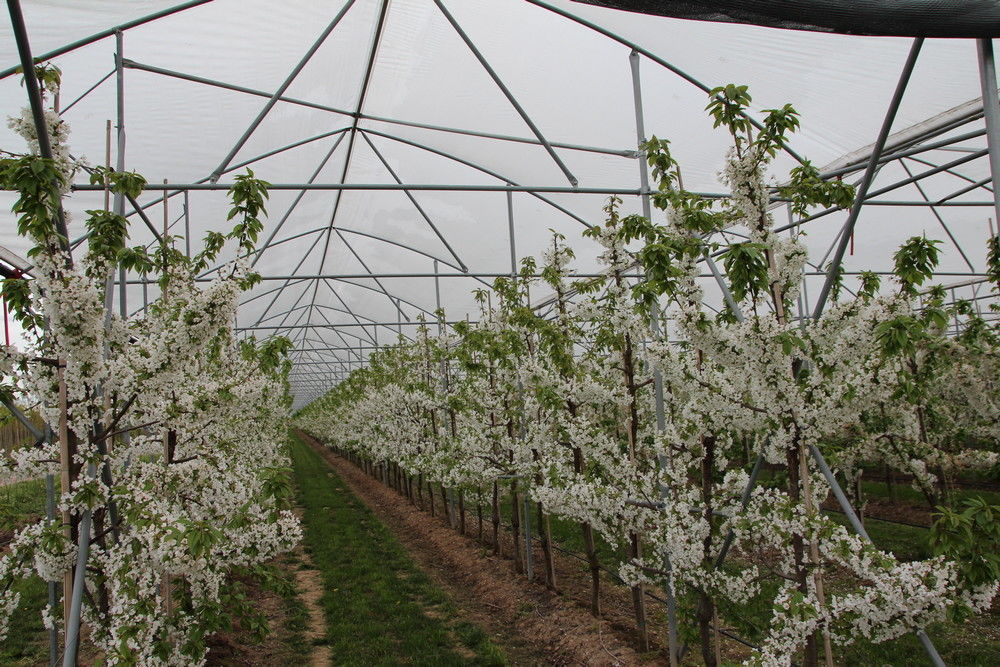 Frost protection measures in fruit growing are essential &ndash; new test results