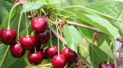 Na pitloze druiven straks ook pitloze kersen?