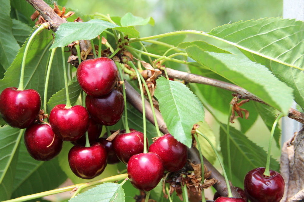 Na pitloze druiven straks ook pitloze kersen?