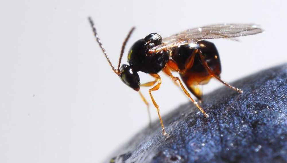 Tackling spotted wing drosophila with Asiatic parasitic wasp