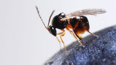Suzuki-fruitvlieg te lijf met Aziatische sluipwesp