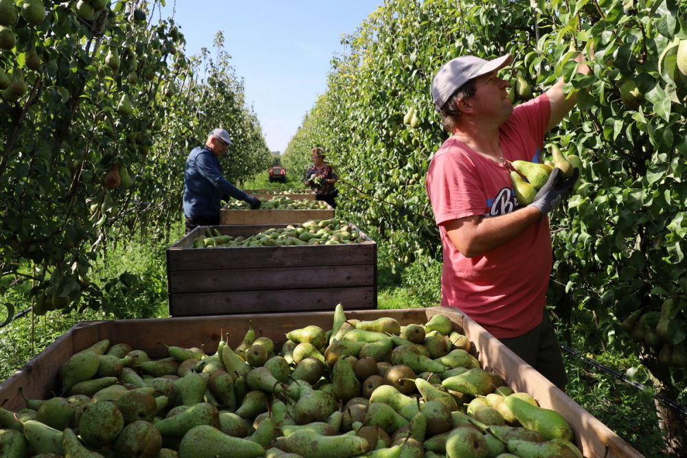 Conference forces out southern hemisphere pears