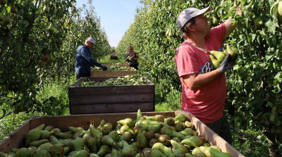 Conference verdr&auml;ngt Importbirnen