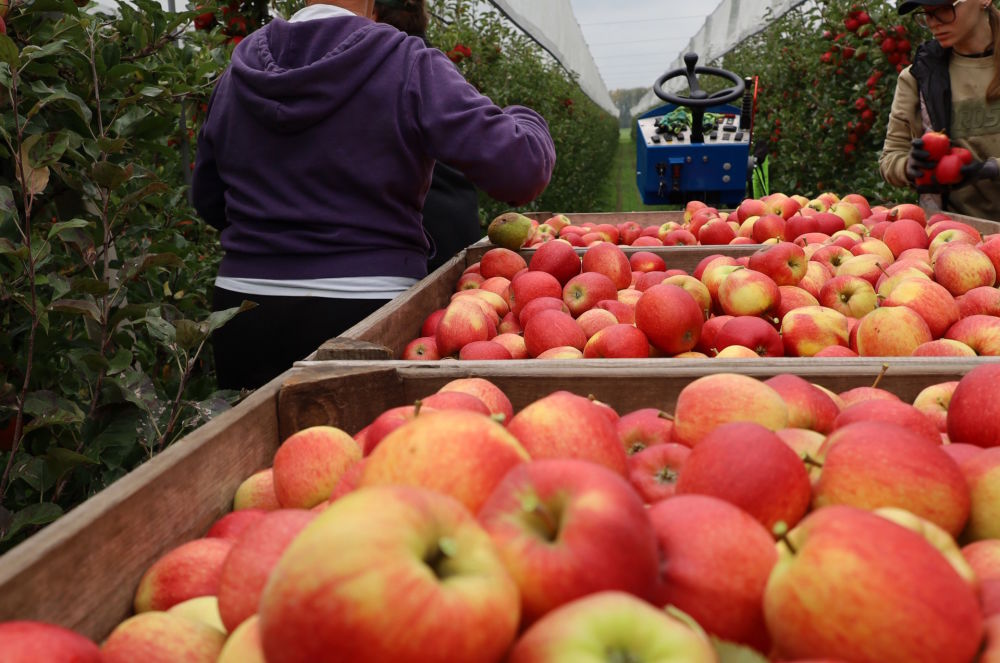 Productie Nederlandse appels en peren hoger dan geraamd