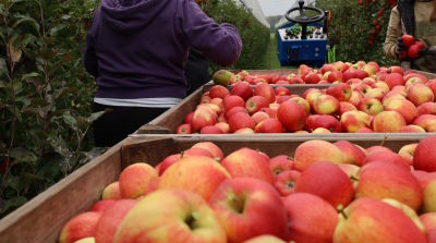 Dutch apple and pear production higher than estimated