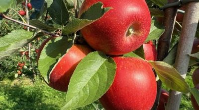 Uitnodiging presentatie nieuw appelras PMP