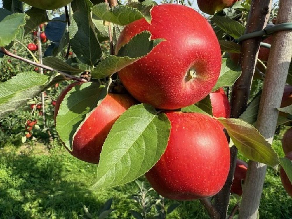 Uitnodiging presentatie nieuw appelras PMP