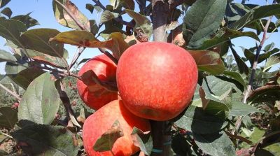 Einladung Feldtag 04-12-2025 im Obstbauzentrum Esteburg (Jork)