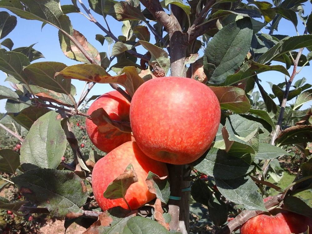 Einladung Feldtag 04-12-2025 im Obstbauzentrum Esteburg (Jork)