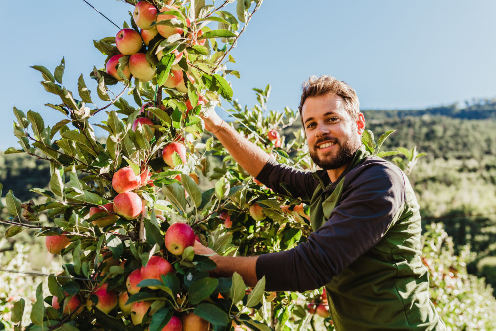 VIP: +10% increase of organic apples