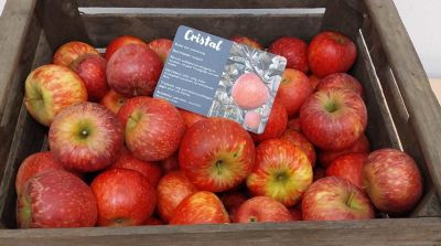 IFO launches Cristal apple variety