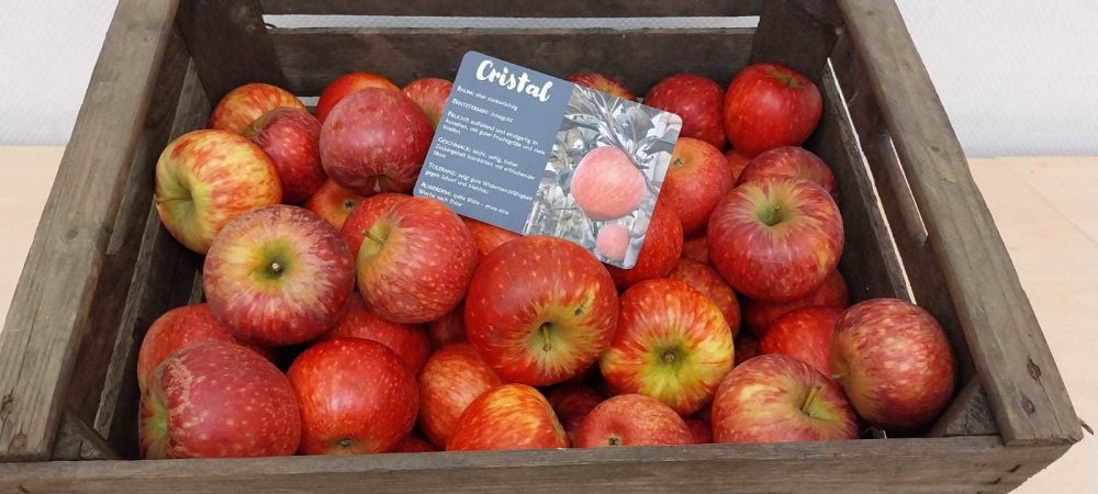 IFO launches Cristal apple variety