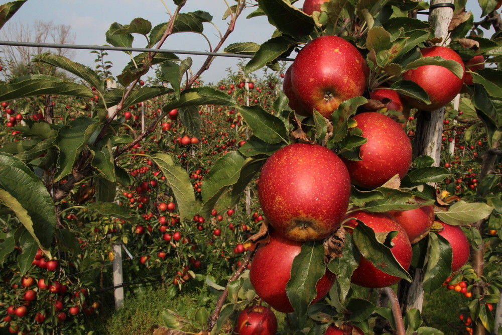 Production of Wellant in North Germany to increase in the next few years