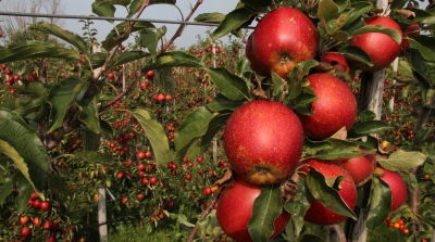 Productie Wellant in Noord-Duitsland neemt komende jaren verder toe