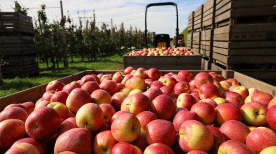 Good results with Wurtwinning/Bloss with the right cultivation measures