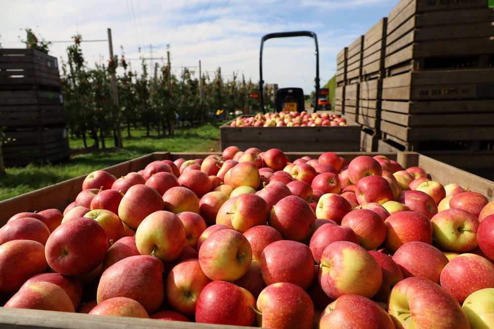 Good results with Wurtwinning/Bloss with the right cultivation measures