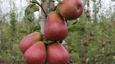 Pear variety assortment on the move