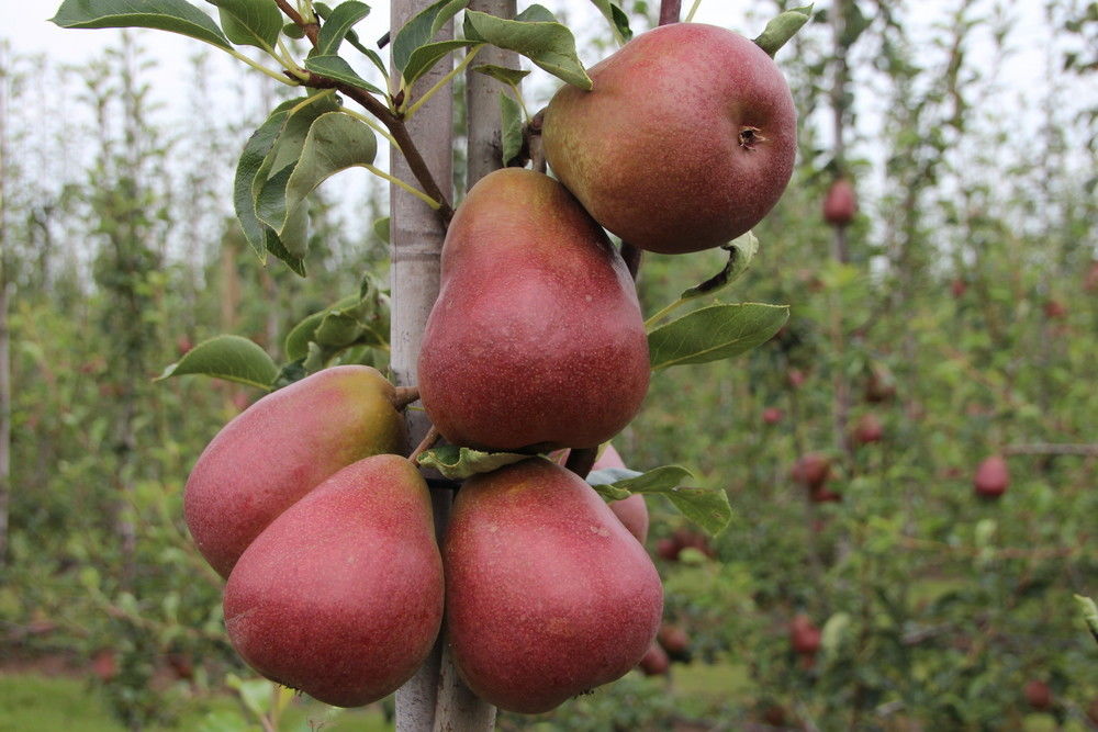 Pear variety assortment on the move