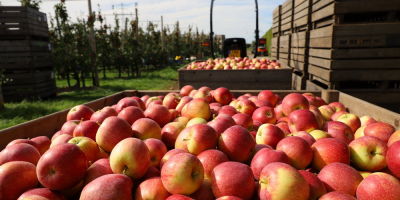Gute Ergebnisse mit Wurtwinning/Bloss bei richtigen Anbaumassnahmen