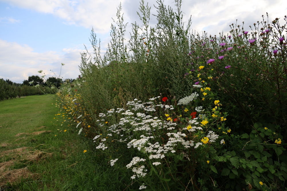 Hecken und Blumenstreifen rund um Obstanlagen essenziell f&uuml;r Best&auml;ubung von Kirschen