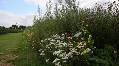 Hedges and flower strips in the orchard's surroundings of vital importance for cherry pollination