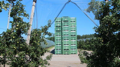 Duitsland: 13,8% meer appels dan geraamd