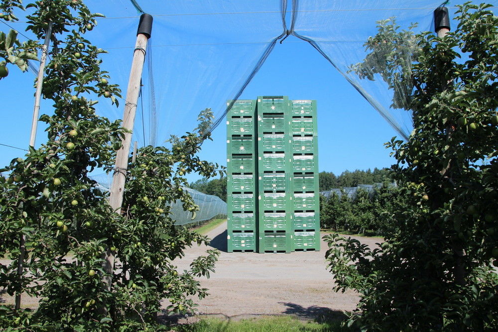 Duitsland: 13,8% meer appels dan geraamd