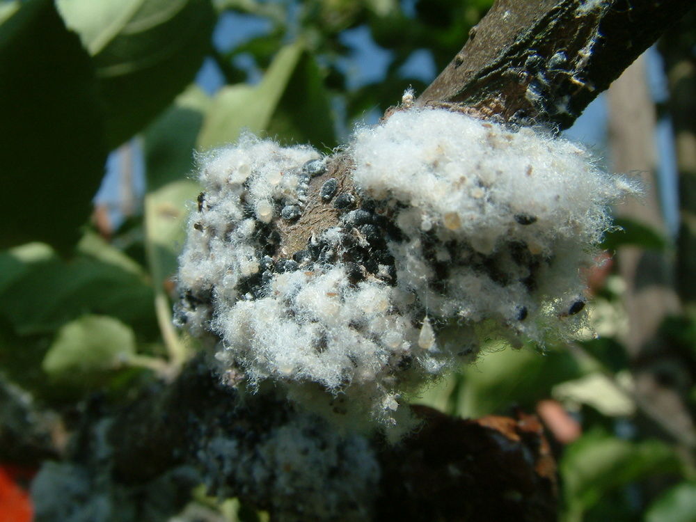 Vrijstelling Movento in Duitsland aangevraagd