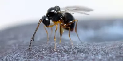 Enemy of Spotted Wing Drosophila -Leptopilina japonica- now also found in the Netherlands