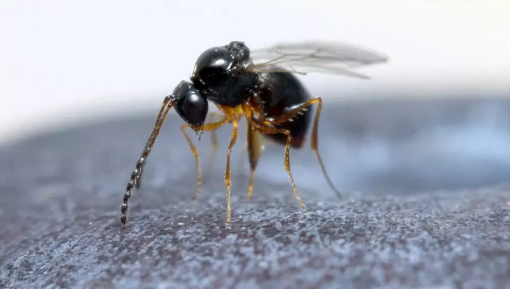 Feind der Kirschessigfliege -Leptopilina japonica- nun auch in den Niederlanden gefunden