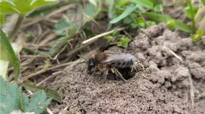 Mit der Kamera-Drohne Wildbienennester z&auml;hlen