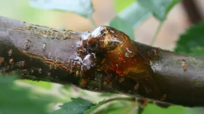 Control of bacterial canker made difficult by pathogen adaptations