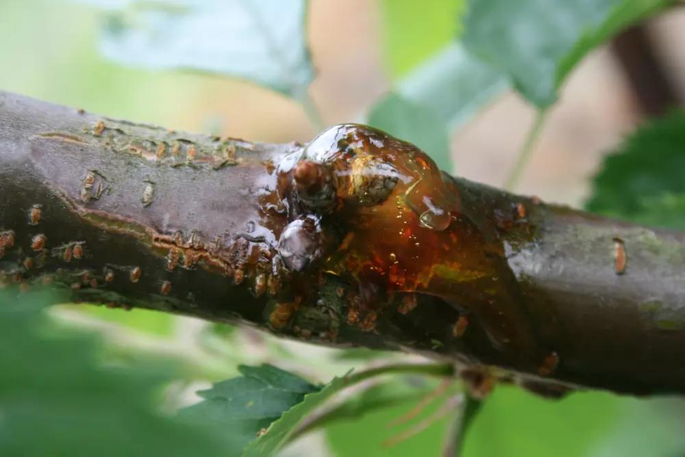 Control of bacterial canker made difficult by pathogen adaptations