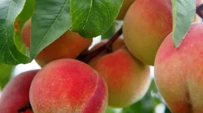 Peach growers in trouble due to the closure of the Del Monte factory