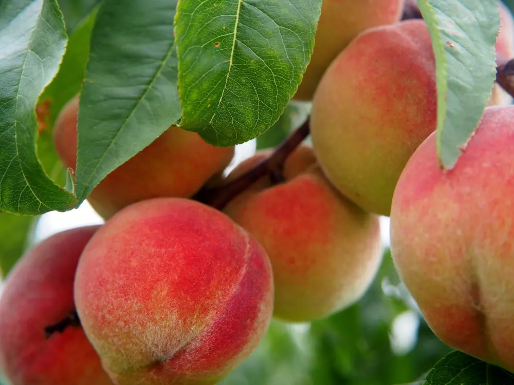 Peach growers in trouble due to the closure of the Del Monte factory