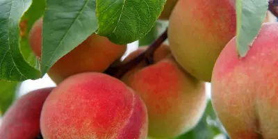 Peach growers in trouble due to the closure of the Del Monte factory