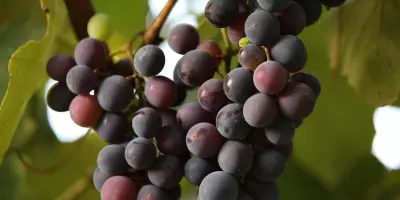 Van afval tot waardevol product: druivenpulp