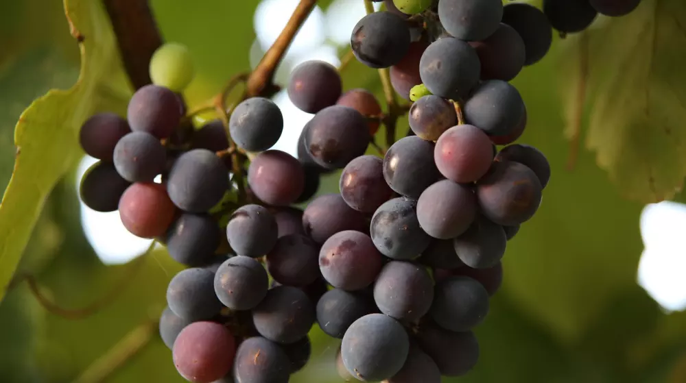 From waste to a valuable product: grape pomace