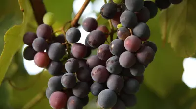 From waste to a valuable product: grape pomace