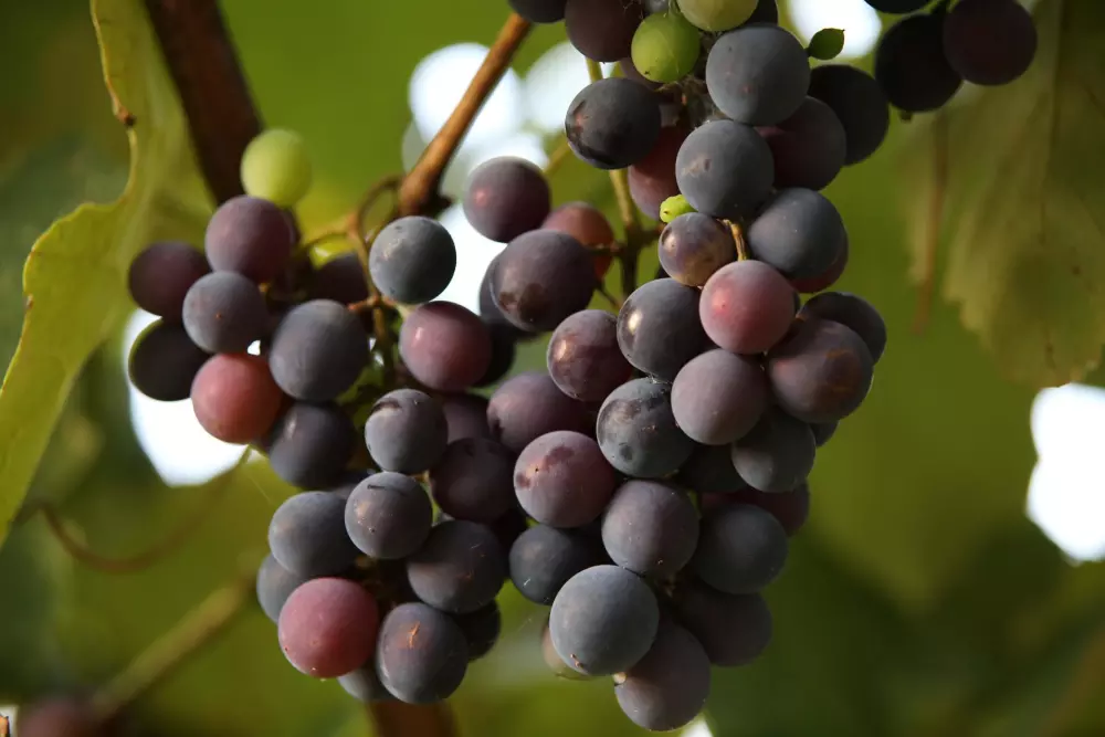 From waste to a valuable product: grape pomace