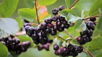 Enorm potentieel voor de &lsquo;superbes&rsquo; Aronia