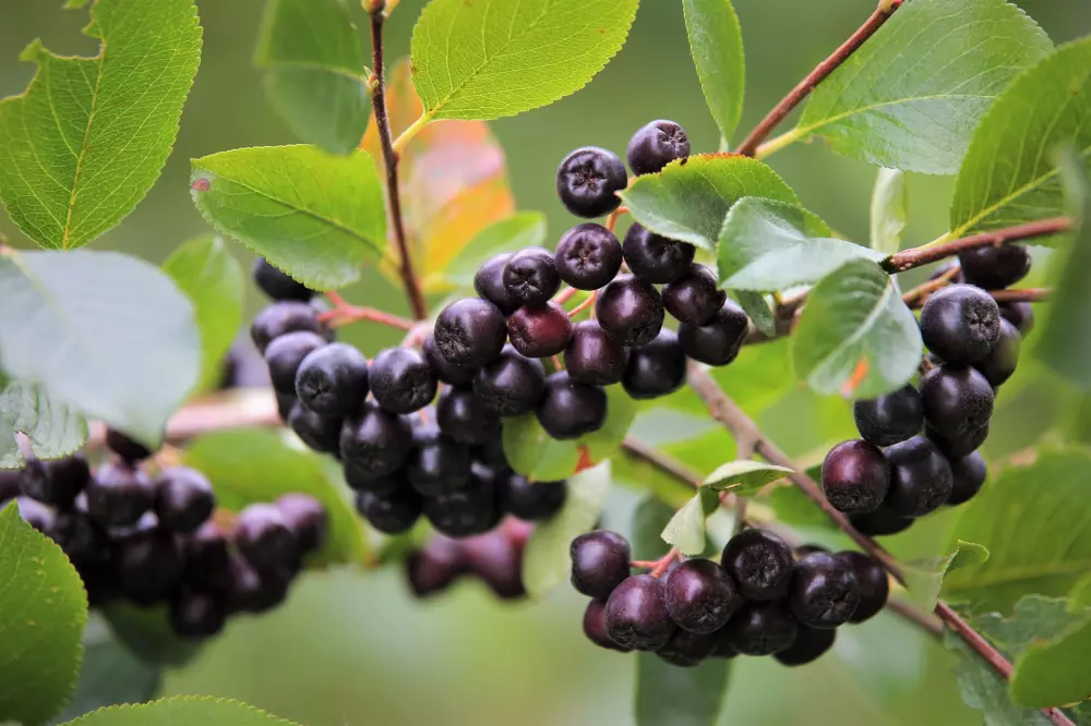 Riesiges Potenzial f&uuml;r die &bdquo;Superbeere&ldquo; Aronia