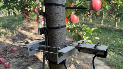 Wie B&auml;ume sich selbst bew&auml;ssern k&ouml;nnen