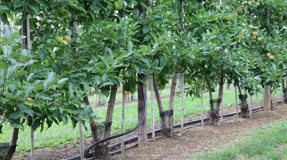 Spindle replaced by multi-leader tree