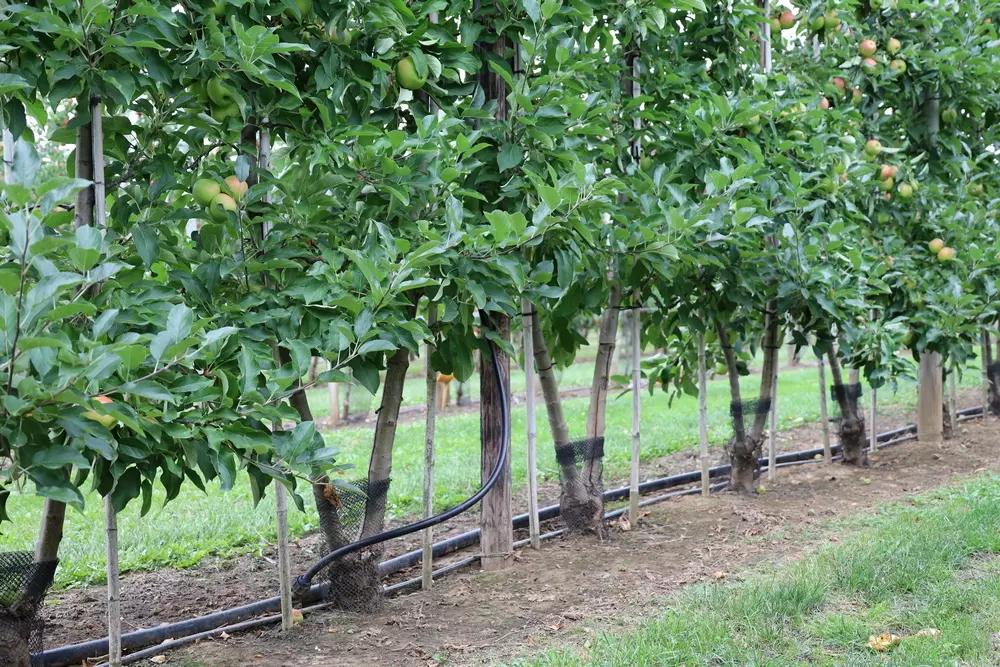 Spindle replaced by multi-leader tree