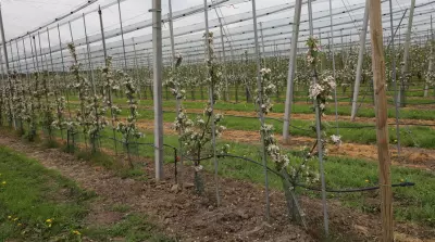 Nieuw teeltsysteem vraagt om aangepast plantmateriaal