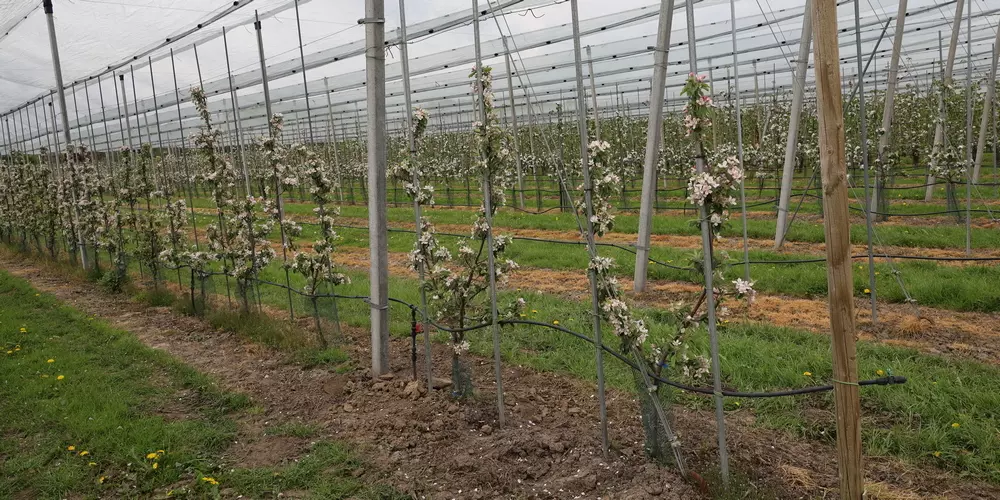 Nieuw teeltsysteem vraagt om aangepast plantmateriaal